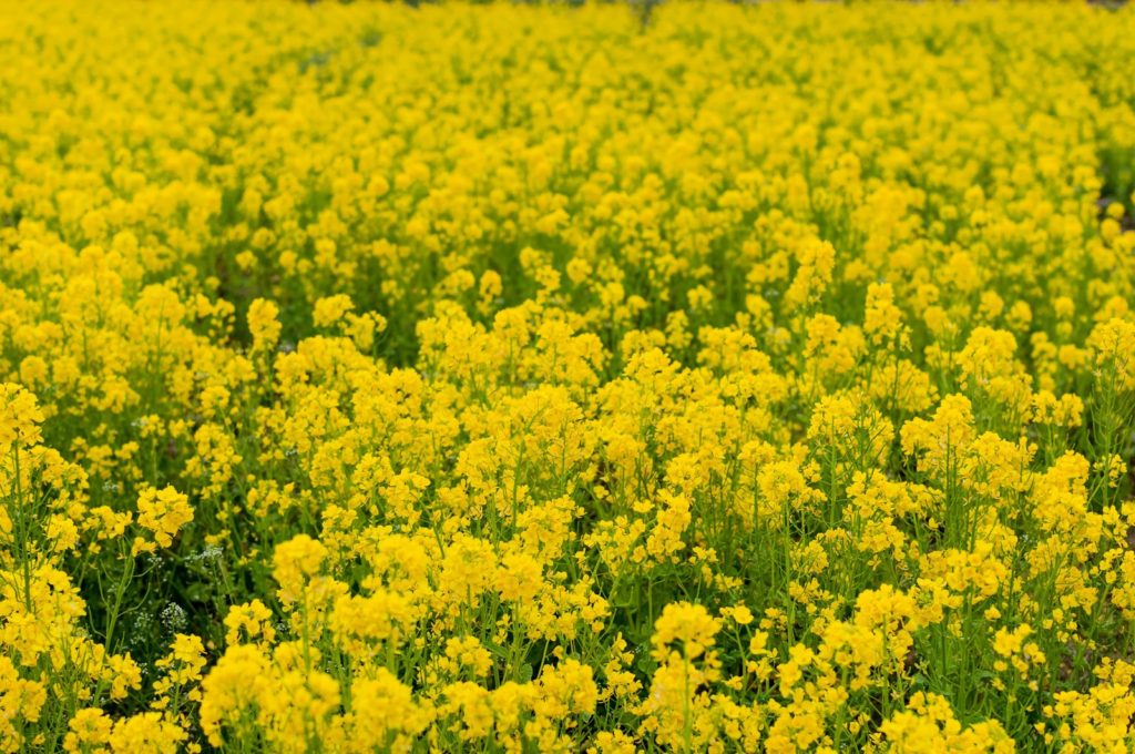 菜の花畑